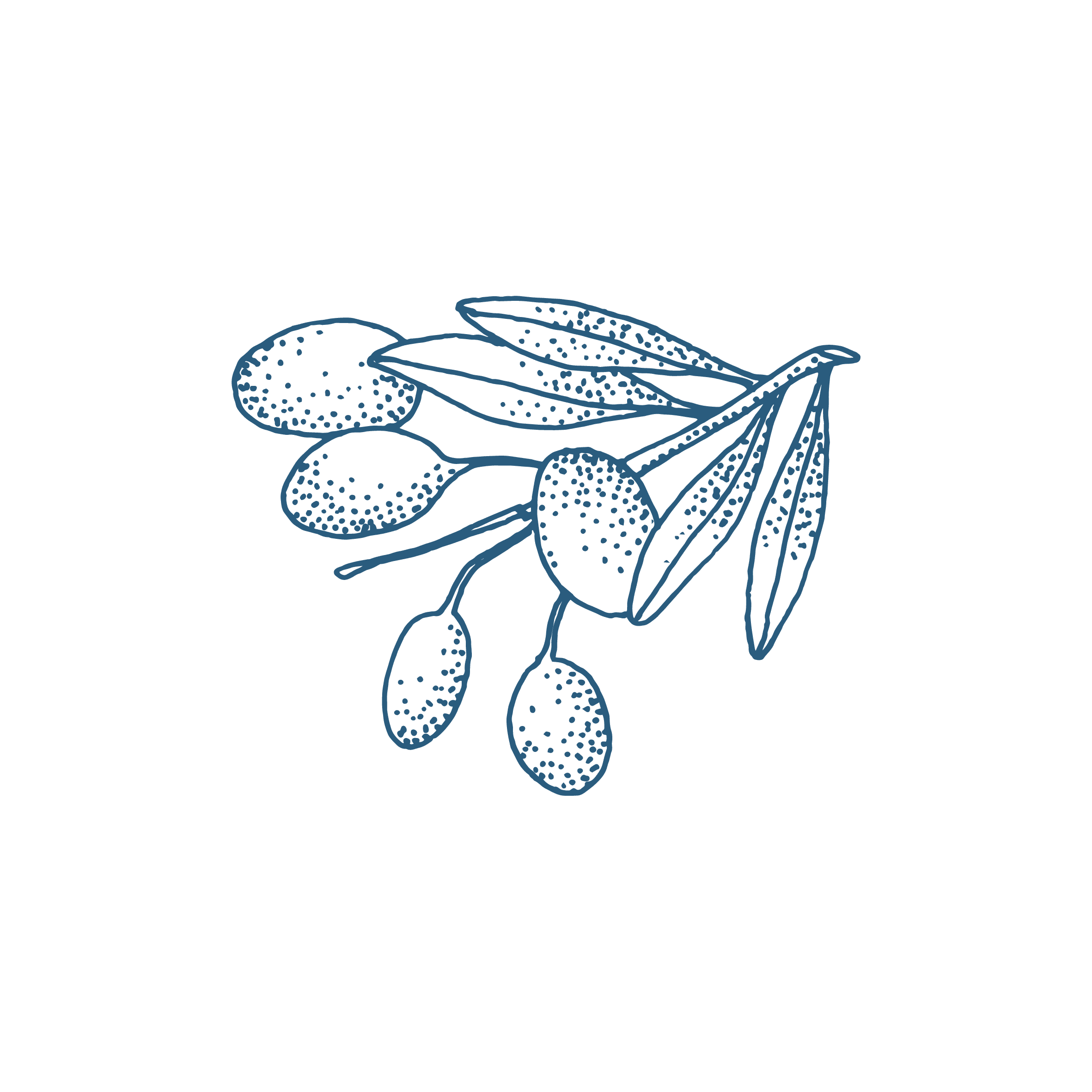 Illustration branche d'olivier